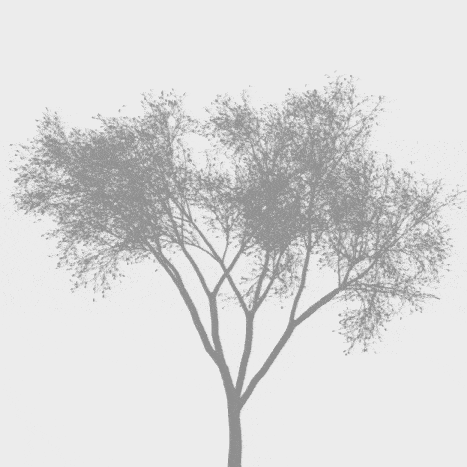 Tree Motion